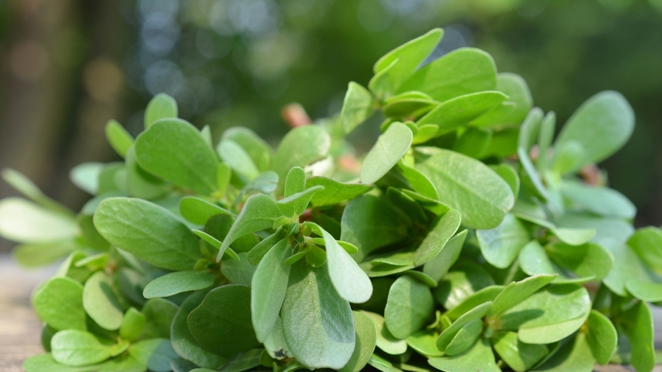 Semizotunun faydaları