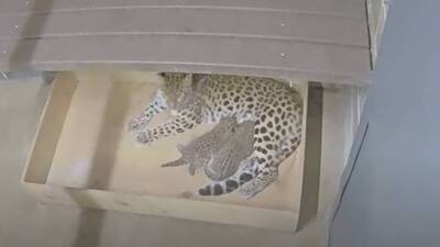 Nesli tükenmekte olan iki Amur leoparı doğdu