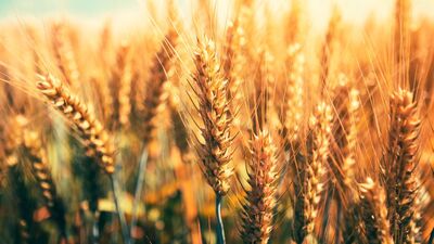 TMO fiyat farkı verebilecek