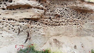 Toprağı oyarak yuva yaptılar! Adıyaman'da ilginç manzara