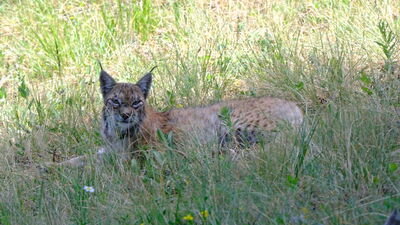 Gece avlanıp gündüz dinleniyor... 11 ayda 1400 kilometre yürüdü
