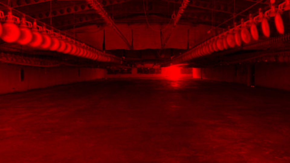 Vahşice öldürdüğü kadının kocasını teselli ederken yakalandı!