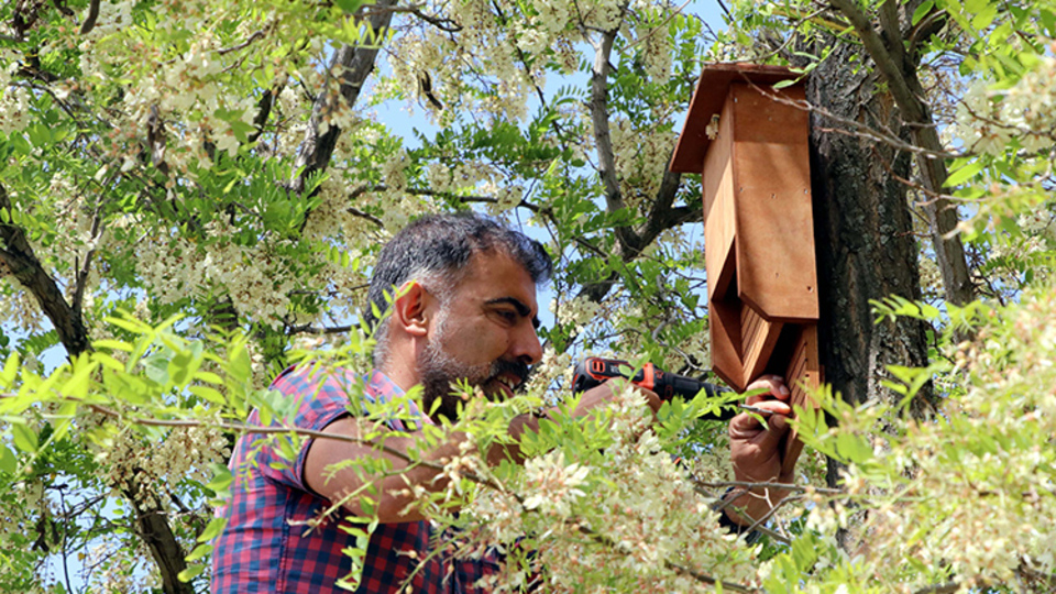 Yarasalar böceklere karşı!