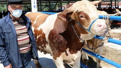 Büyükbaş ve küçükbaş kurbanlık fiyatları