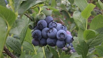 Yaban mersini faydaları