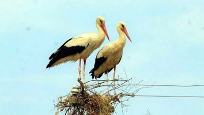 Aydın'da leylek sayısında düşüş!