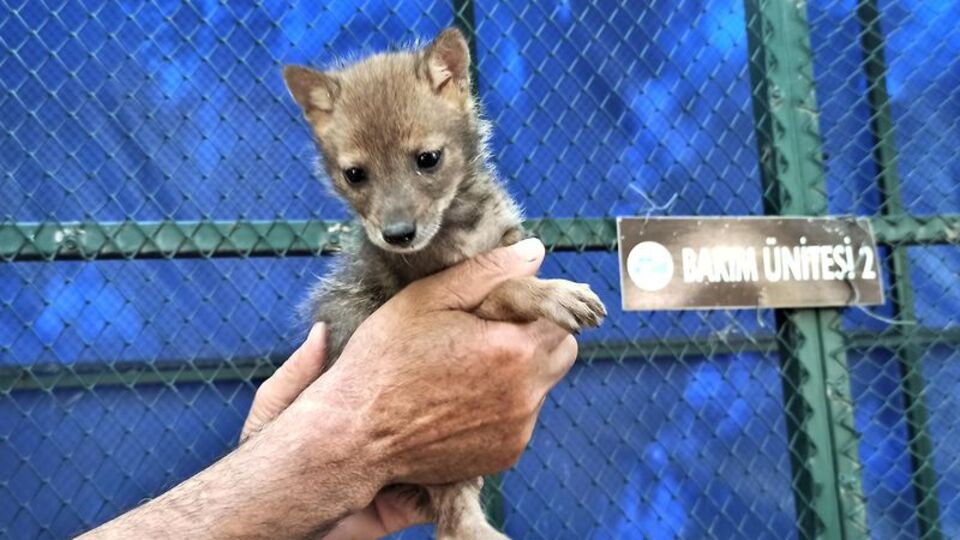 Tilki ve çakal yavrusuna koruma!