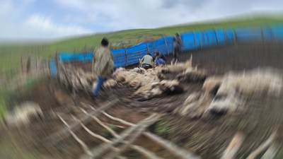 Kahreden olay! Gök gürültüsünden sonra 108 koyun öldü