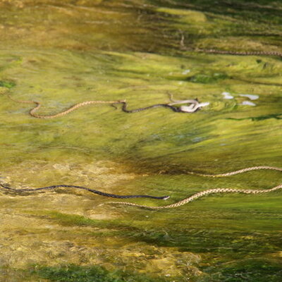 Akıntıya karşı yüzerken görüntülendiler