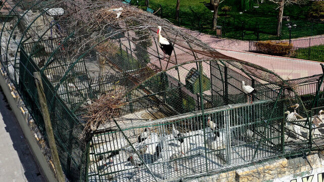 Kafesin üzerine yaptığı yuvada 'Leyla'sını bekliyor! İşte nedeni