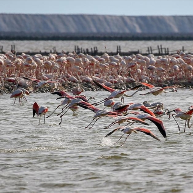 Yumurtadan çıkacak 18 bin flamingo bekleniyor