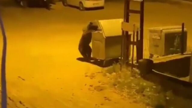 Ankara'da aç kalan ayı köye indi