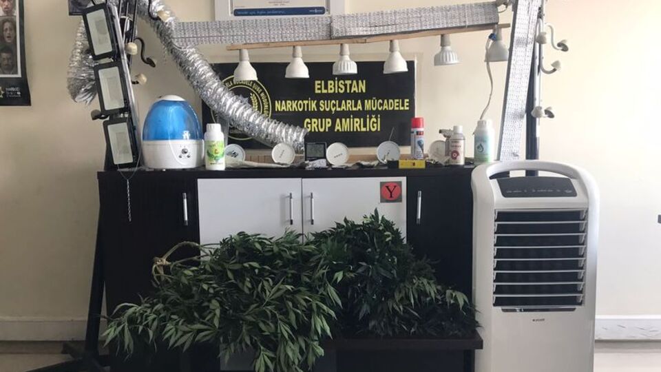 Banyoda hint keneviri yetiştirmiş
