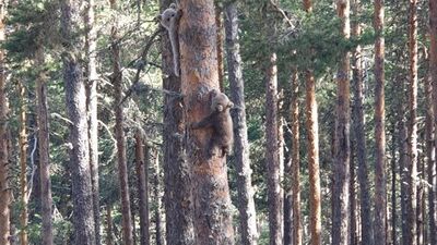Yavru ayıların ağaca tırmanmaya çalışması kamerada!