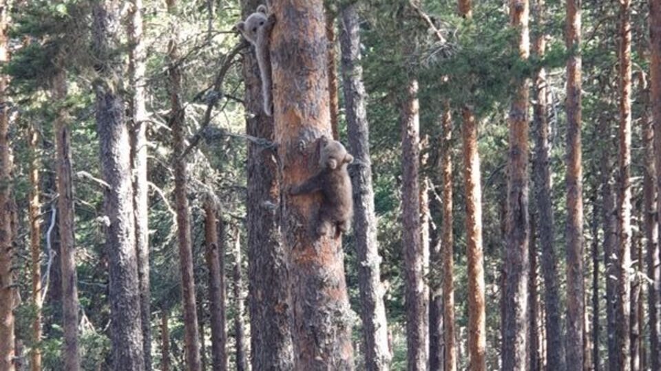 Yavru ayıların ağaca tırmanmaya çalışması kamerada!