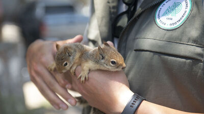 Tunceli'de bakımı tamamlanan 2 sincap doğaya salındı