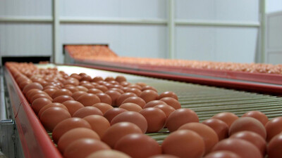 Yumurta üreticilerine rekabet soruşturması