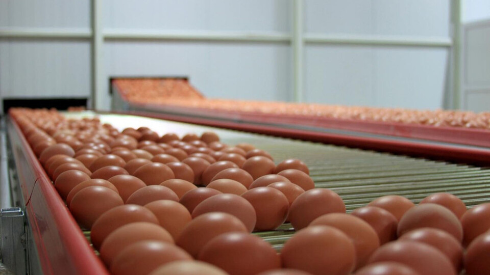 Yumurta üreticilerine rekabet soruşturması
