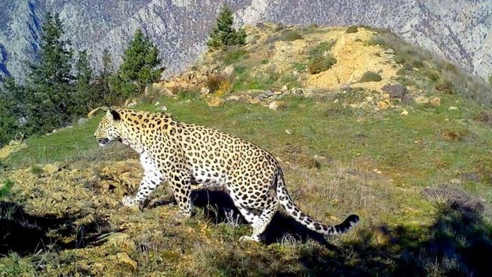 Ayak izi ve tüyünden tespit edildi!