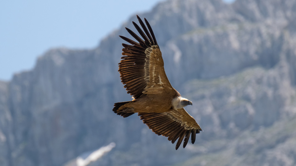 Tokalı Kanyonu'nda görüntülendiler!