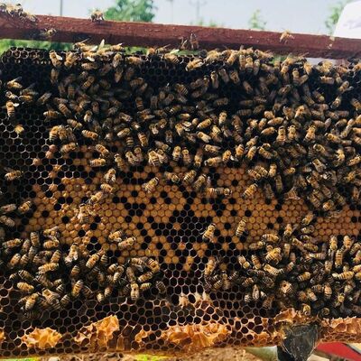 20 arıcıdan suç duyurusu! 2,5 milyon lira...