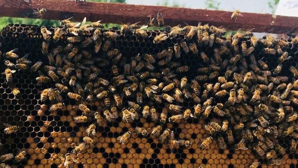 20 arıcıdan suç duyurusu! 2,5 milyon lira...