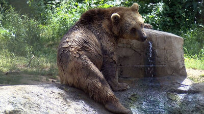 Kış uykusunda verdikleri kiloları özel programla alıyorlar