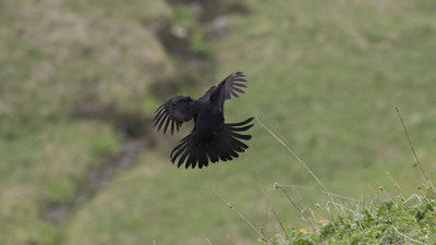 Sabahın ilk ışıklarıyla gözlemlediler