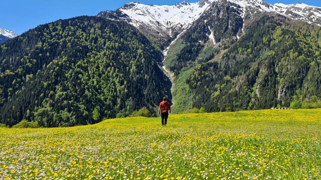 Kaçkar Dağları'nda endemik bitki türleri çiçek açtı
