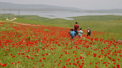 Ünlü ovayı gelincikler süsledi