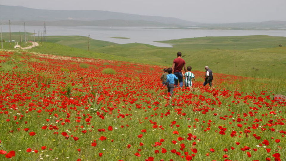 Ünlü ovayı gelincikler süsledi