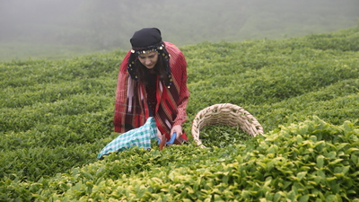 Giresun'da çay hasadı başladı
