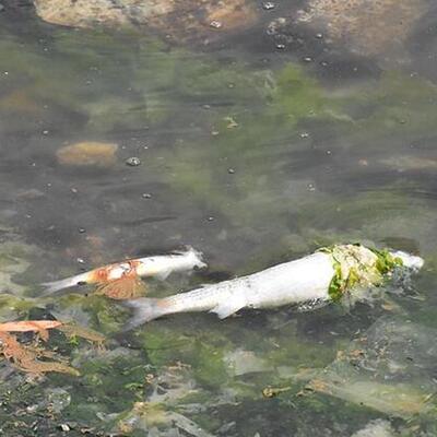 Oksijen tükendi, balıklar öldü