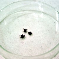 KKKA'ya yol açan kene hakkında doğru bilinen yanlışlar