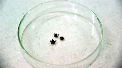 KKKA'ya yol açan kene hakkında doğru bilinen yanlışlar