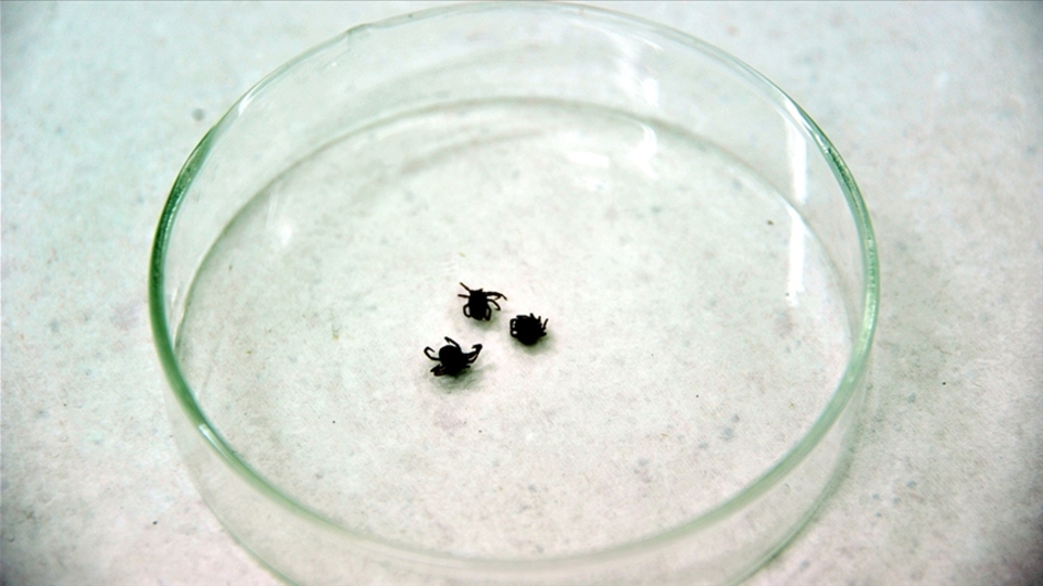 KKKA'ya yol açan kene hakkında doğru bilinen yanlışlar