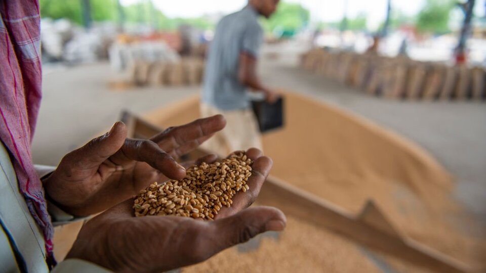 Buğday: Hindistan'ın ihracat yasağı dünyayı nasıl etkiledi?