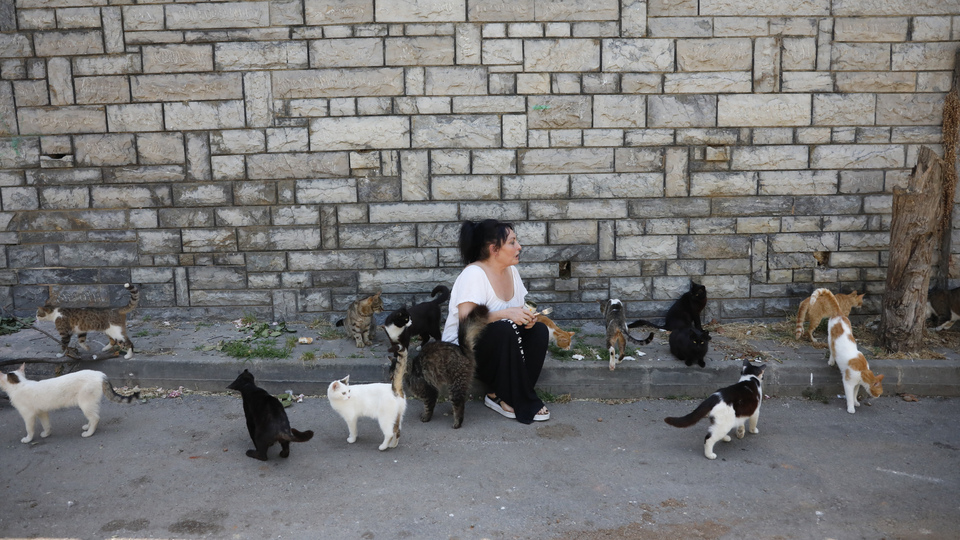Büyükada'da salgın iddiası: 4 ayda 700 kedi öldü!