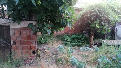 Yaprak toplamak isterken canından oldu