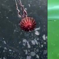 Marmara Denizi'nde yeni tehlike!