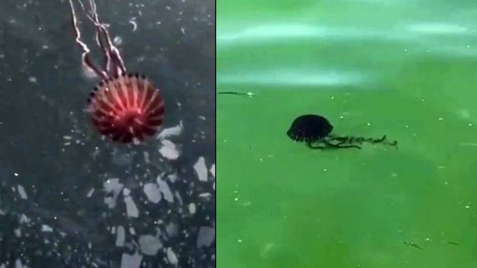 Marmara Denizi'nde yeni tehlike!