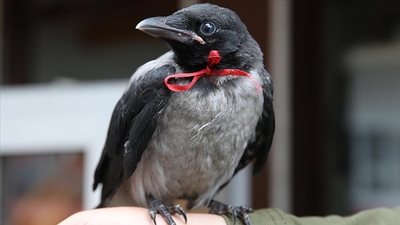 Karga "Hüsnü" Kuşköy halkının maskotu oldu