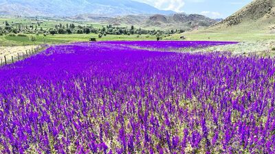 Erzurum'da mor renkli çiçekler doğayı süsledi