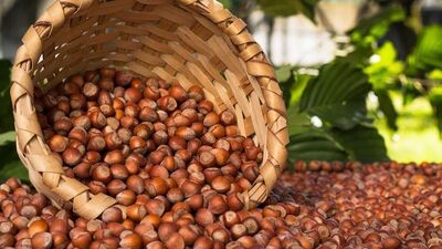 Fındık üreticisinin taban fiyat beklentisi 3.5 dolar