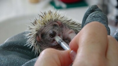 Doğanın öksüz yavrularını anne şefkatiyle büyütüyor