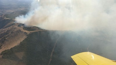 İzmir'de ormanlık alanda feci yangın!