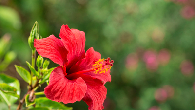 Hibiskusun faydaları