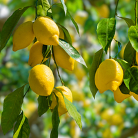 Limonun duyulmamış faydaları