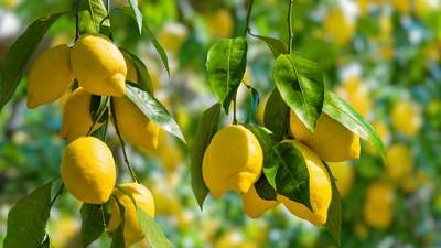 Limonun duyulmamış faydaları