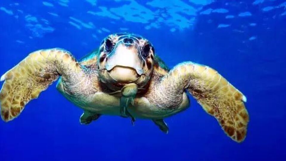 Caretta carettalar için poşet uyarısı... Denizanası sanıyorlar!